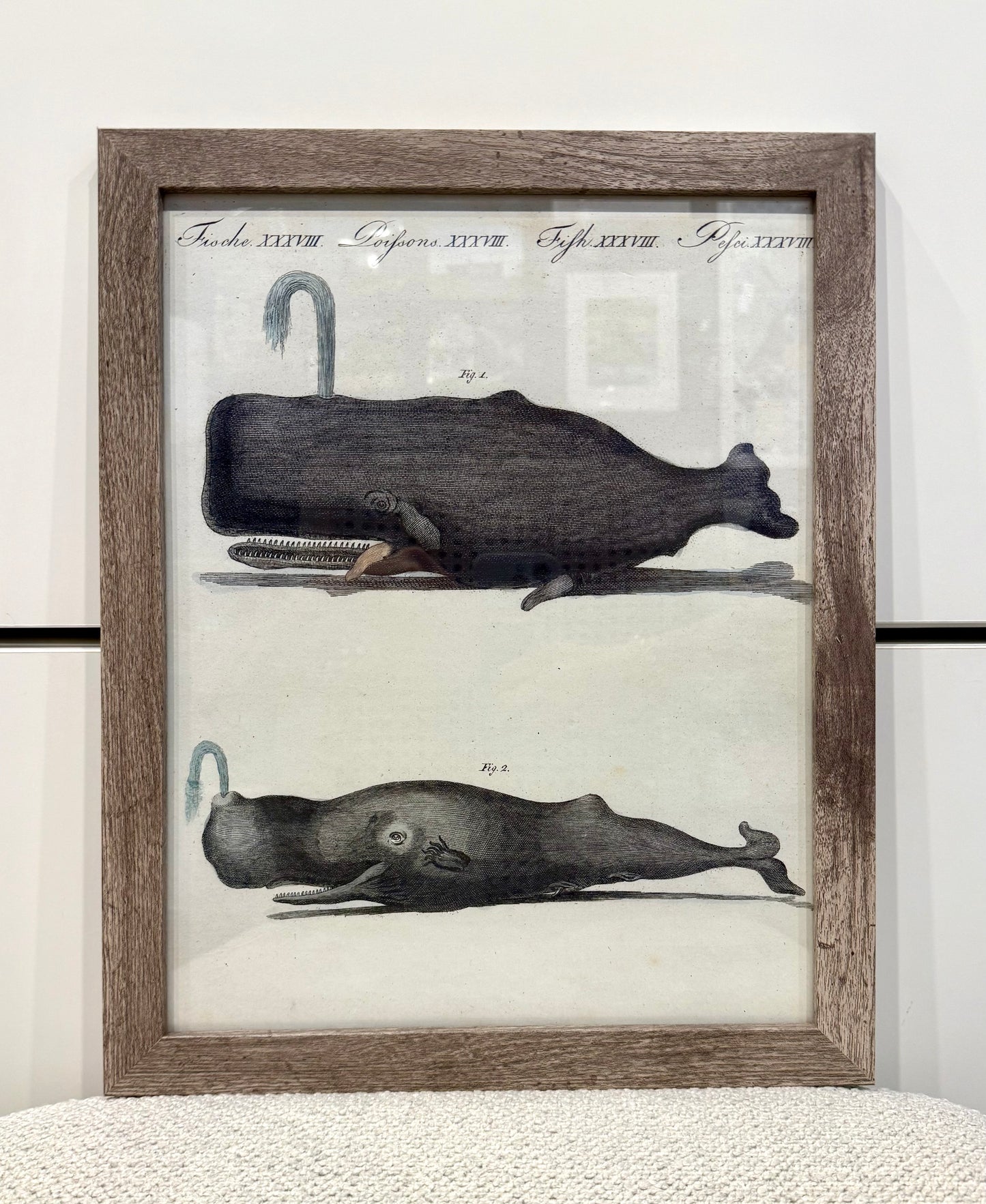 Vintage Framed Whale Illustration