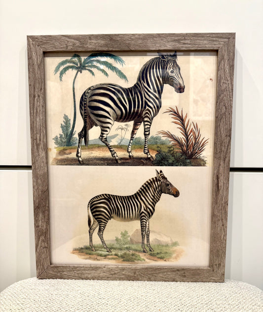 Vintage Framed Zebra Print