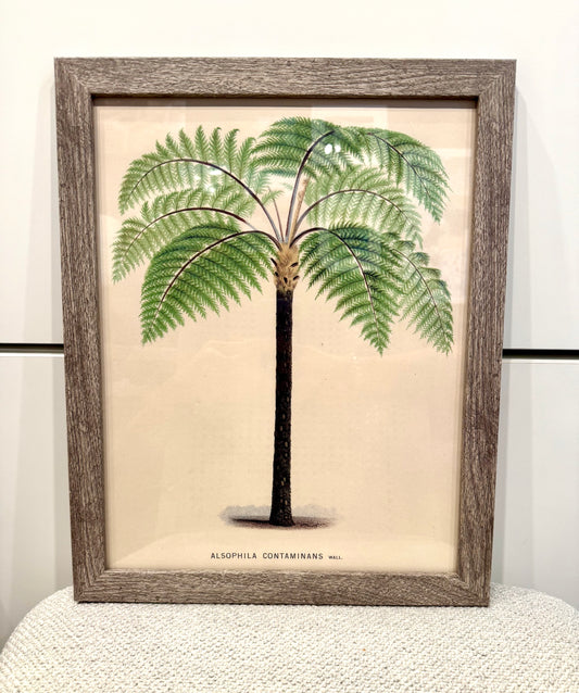 Vintage Framed Palm Tree Illustration